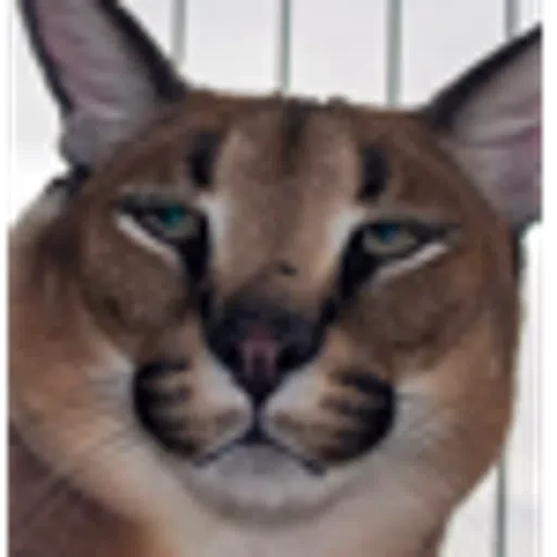 Sticker bigloppa1 - 10