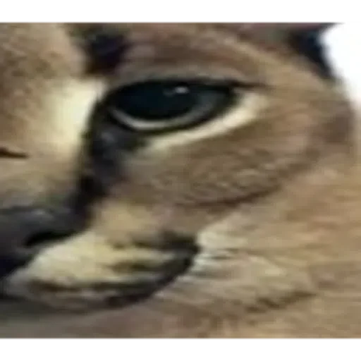 Sticker bigloppa1 - 7