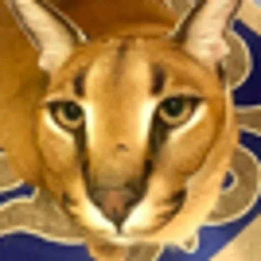 Sticker bigloppa1 - 2