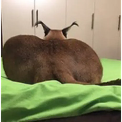 animal mammal indoor