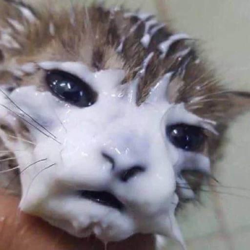 Sticker bilyat999 - 1