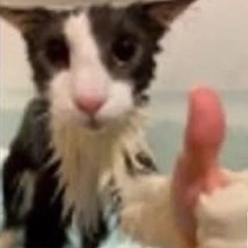 Sticker bilyat999 - 1