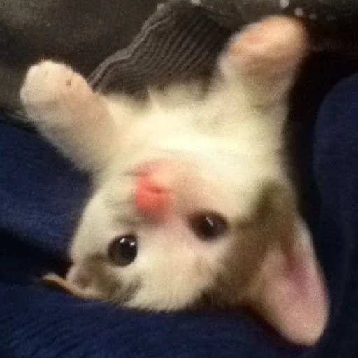 Sticker bilyat999 - 1