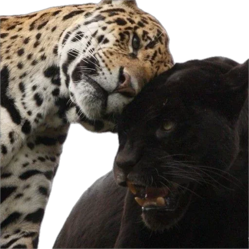 Стикер bimbokiss - 1