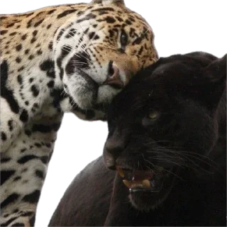 Sticker random by @bimbokiss - 6