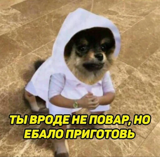 dog breed pet clothing