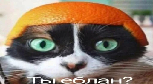 апельсин кошки малого и среднего размера усы