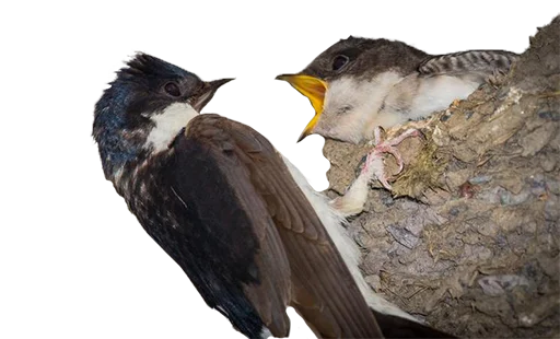 Стикер bird_it - 1