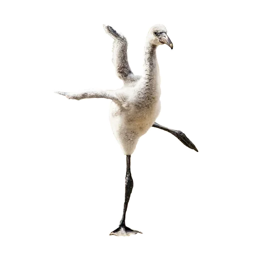 Sticker bird_it - 1