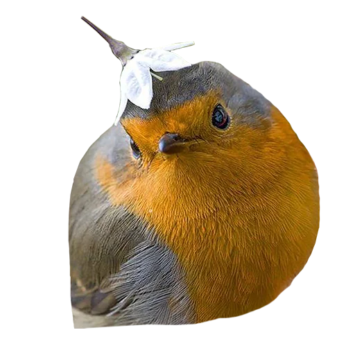 Sticker bird_it - 1