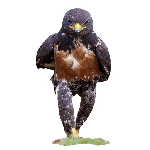 Стикер bird_it - 1