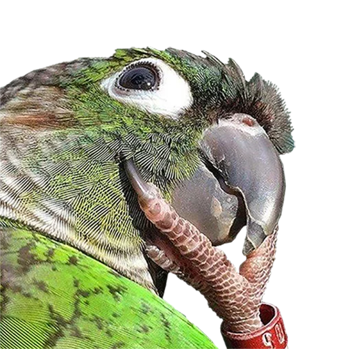 Стикер bird_it - 1