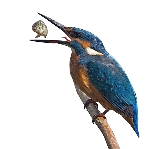 Стикер bird_it - 1