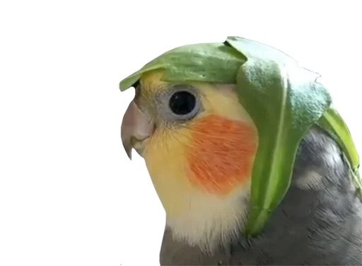 Стикер bird_it - 1