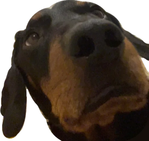 собака фигура животного животное