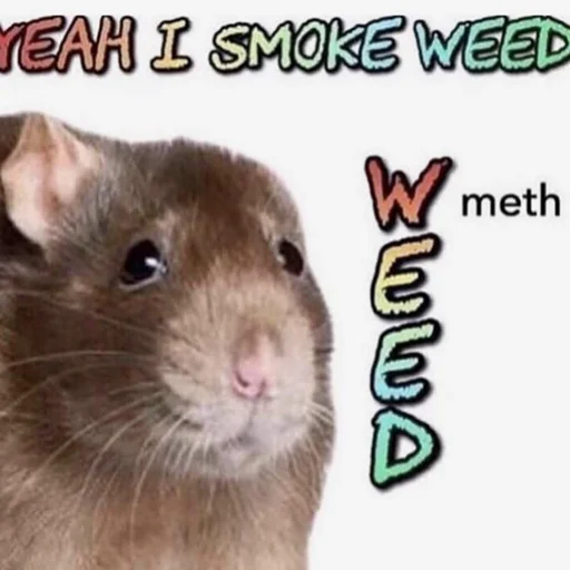 mammal animal rodent