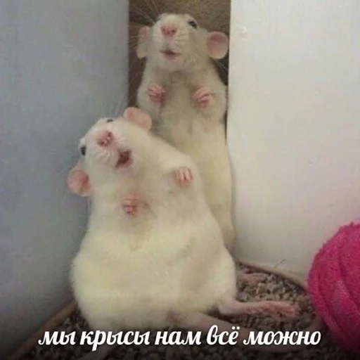 animal mammal indoor