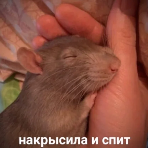 rodent mouse hamster