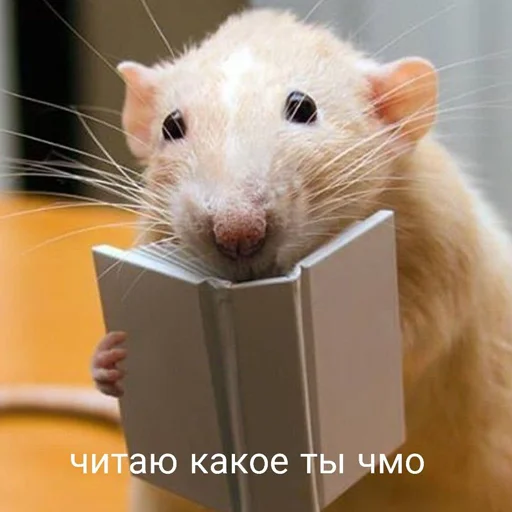 mammal animal rodent