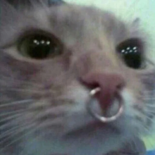 млекопитающее животное кошка