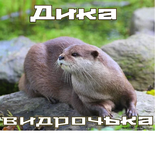 животное млекопитающее выдра