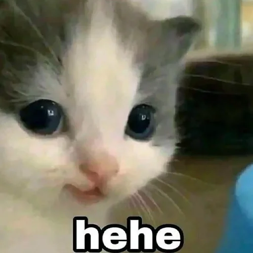 млекопитающее кошка животное