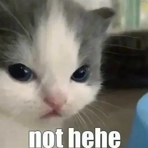 млекопитающее животное кошка