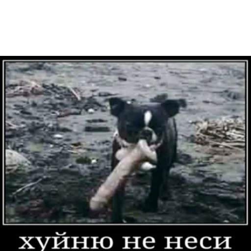 СМС животное млекопитающее