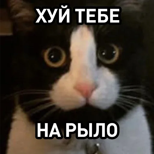 Sticker blackberry11 - 1