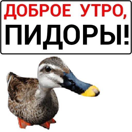 Стикер blackberry11 - 1