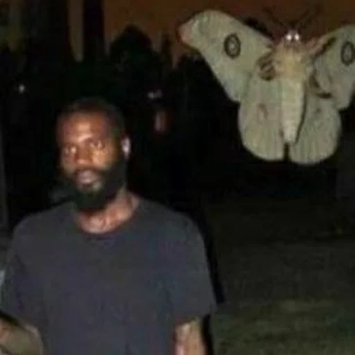 person moths and butterflies man