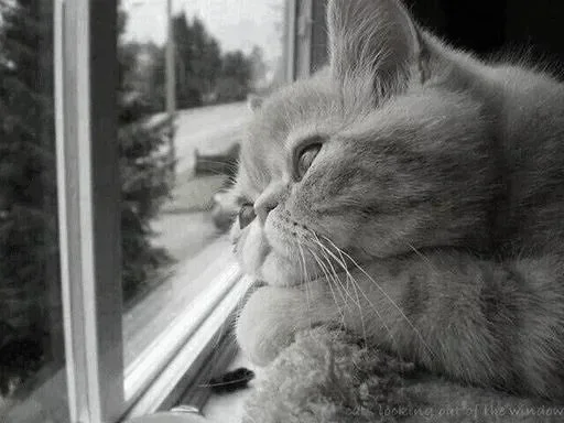 Black white cats @stickersb2b - 