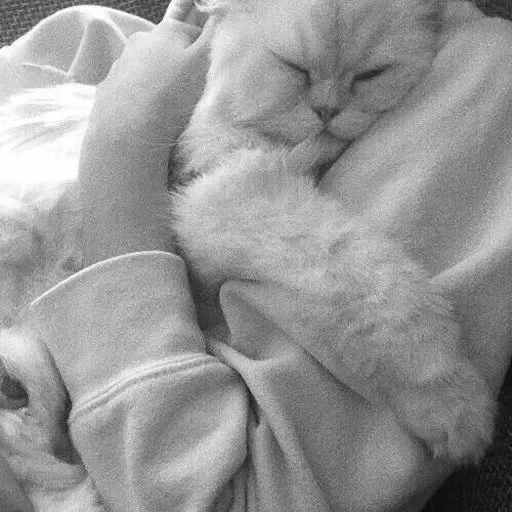 Sticker blackwhitecatspacks - 1