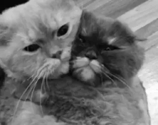 Стикер Black white cats @stickersb2b - 8