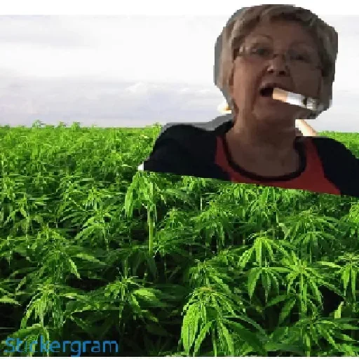 Sticker bladyshnik - 1