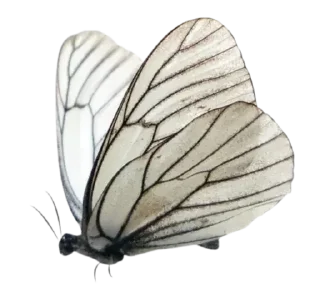 Sticker 𓆩 rᥱᴛᥙrᥒ 𓆪 | ➩: @wexsavi 🫀 - 6