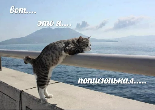 млекопитающее животное кошка