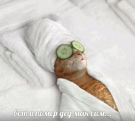 кошка животное млекопитающее