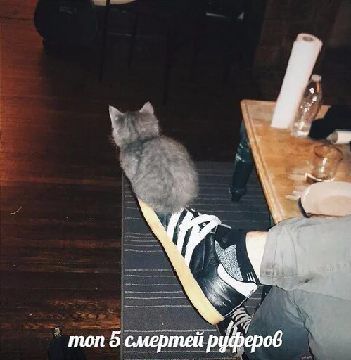 кошка комнатный млекопитающее