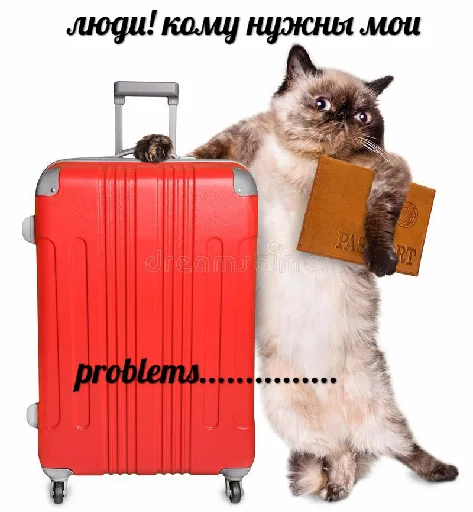 кошки малого и среднего размера кошачьи домашняя кошка