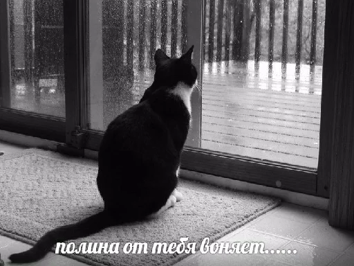 животное окно домашняя кошка