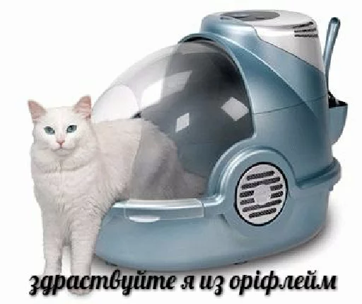 кошка животное комнатный