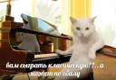 Блядский котячий андерграунд - животное