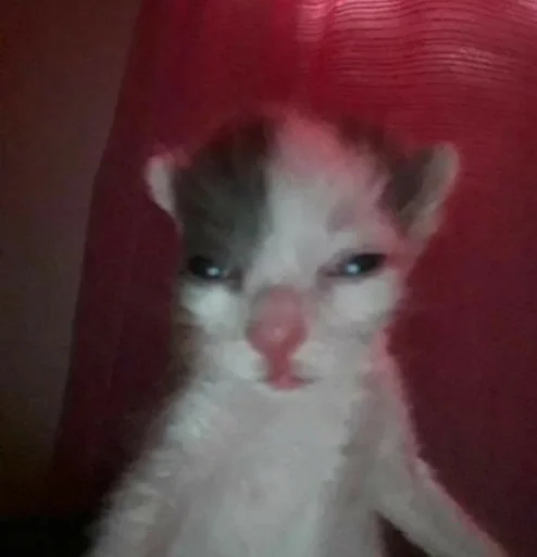 bleduwki<3 :: @fStikBot - animal