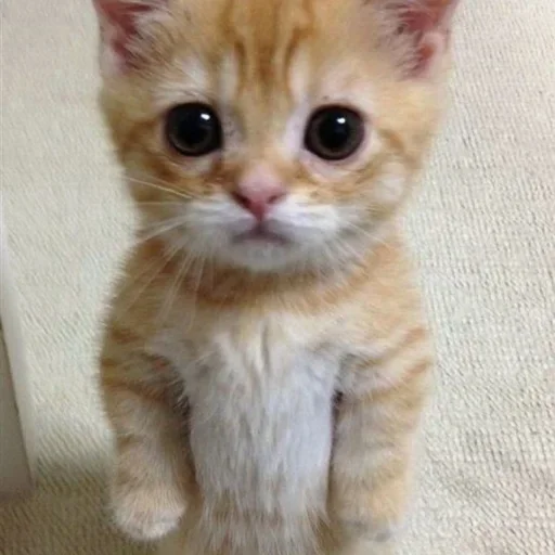 млекопитающее животное кошка