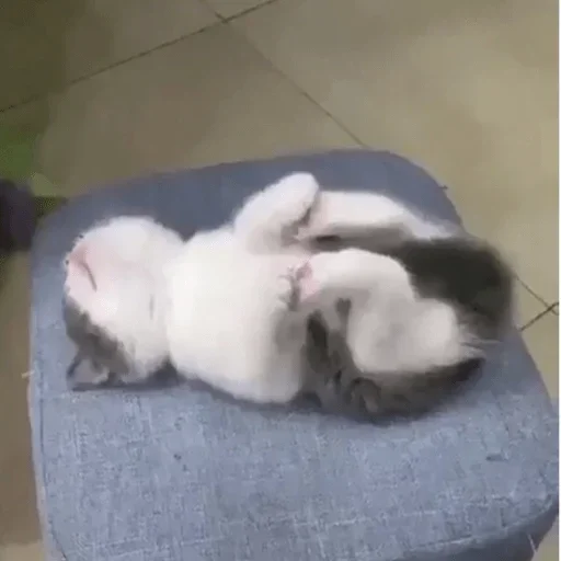 кошачьи кошки малого и среднего размера животное