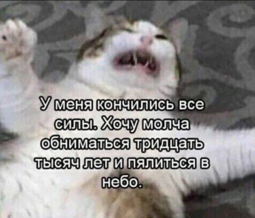 СМС млекопитающее животное