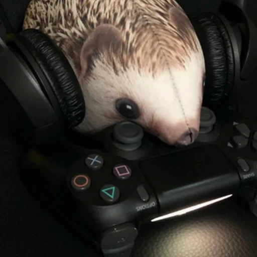 indoor animal mammal