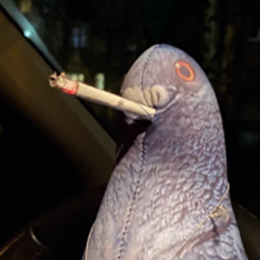 животное птица комнатный