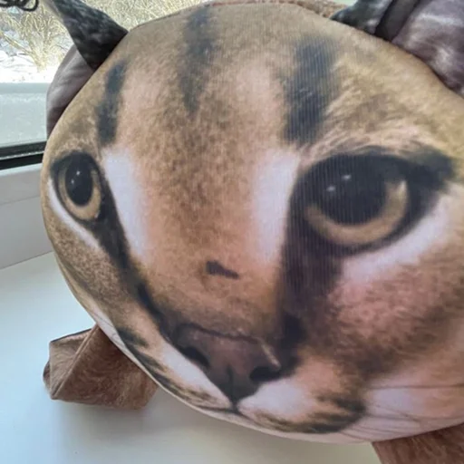 кошка животное кошачьи